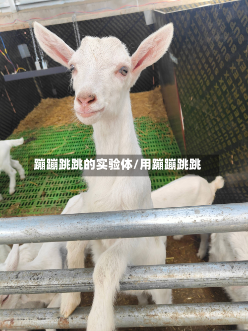 蹦蹦跳跳的实验体/用蹦蹦跳跳-第2张图片