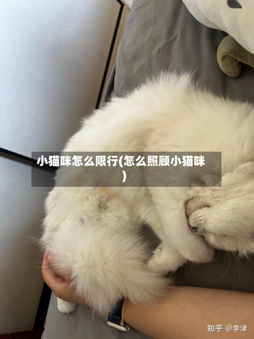 小猫咪怎么限行(怎么照顾小猫咪)