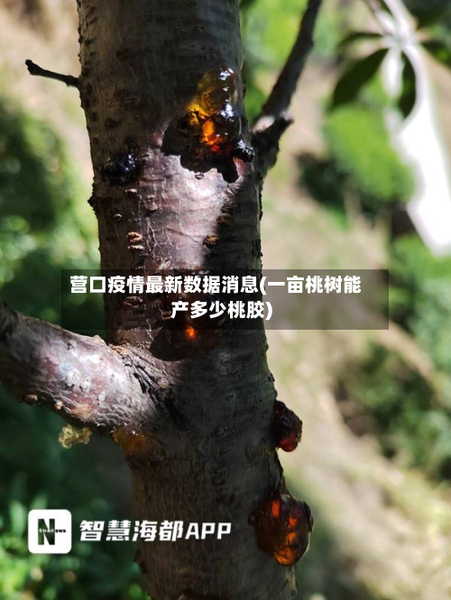 营口疫情最新数据消息(一亩桃树能产多少桃胶)