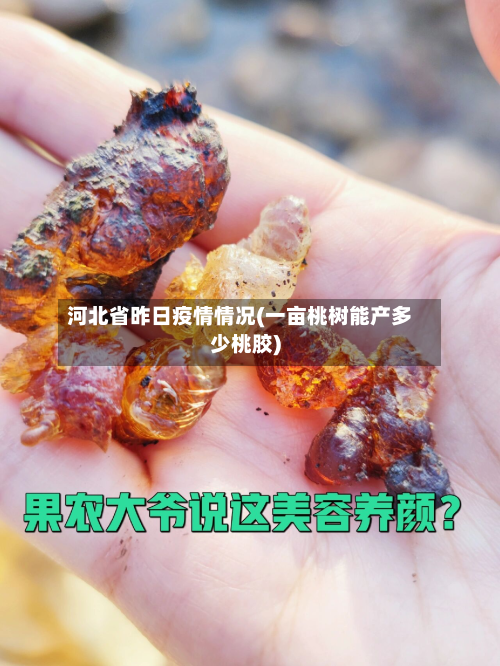 河北省昨日疫情情况(一亩桃树能产多少桃胶)