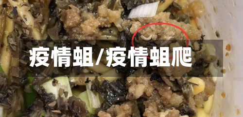 疫情蛆/疫情蛆爬