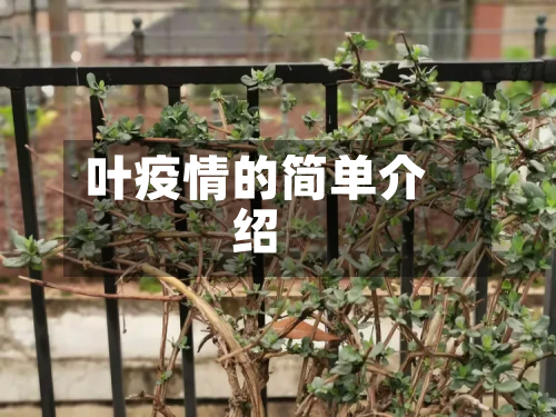 叶疫情的简单介绍-第2张图片