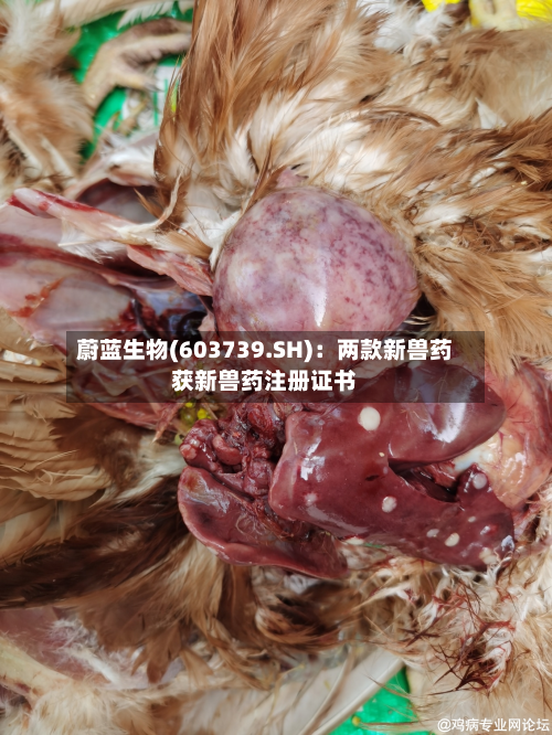 蔚蓝生物(603739.SH):两款新兽药获新兽药注册证书-第1张图片