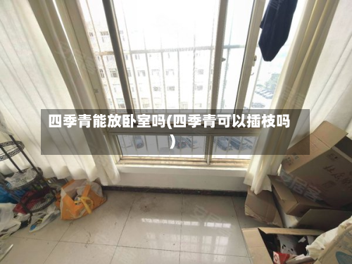 四季青能放卧室吗(四季青可以插枝吗)-第2张图片