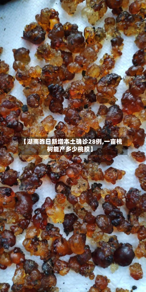 【湖南昨日新增本土确诊28例,一亩桃树能产多少桃胶】
