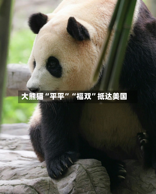 大熊猫“平平	”“福双”抵达美国-第3张图片