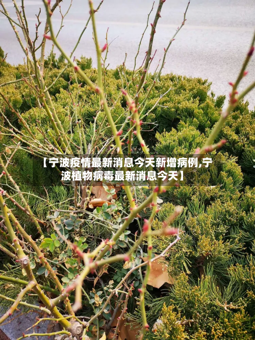 【宁波疫情最新消息今天新增病例,宁波植物病毒最新消息今天】-第3张图片