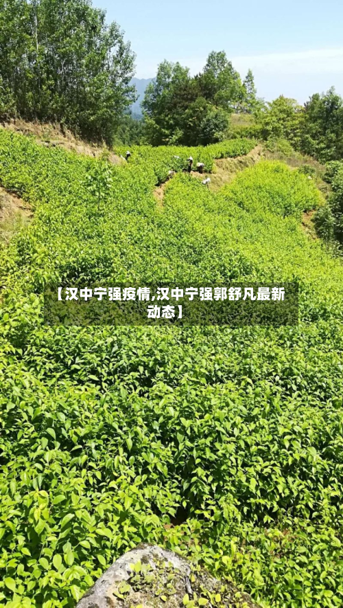 【汉中宁强疫情,汉中宁强郭舒凡最新动态】