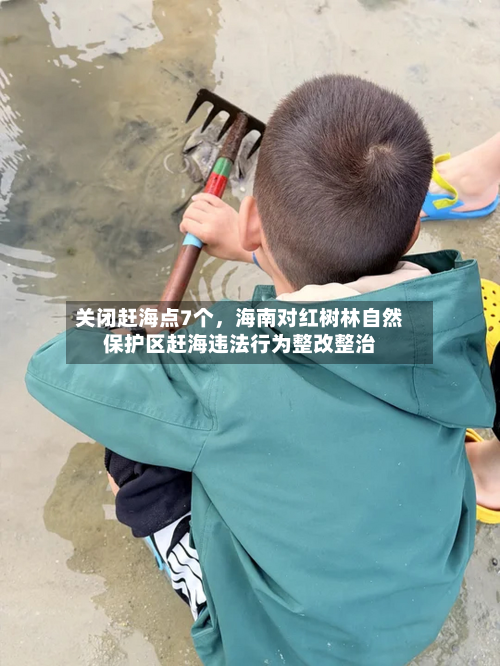 关闭赶海点7个	，海南对红树林自然保护区赶海违法行为整改整治-第3张图片