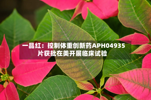 一品红:控制体重创新药APH04935片获批在美开展临床试验-第2张图片